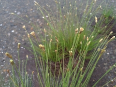 Fimbristylis polytrichoides