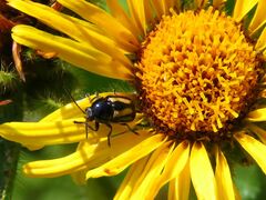 Cryptocephalus vittatus