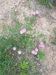 Convolvulus arvensis