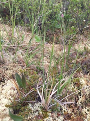 Carex lugens