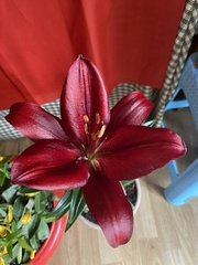 Lilium