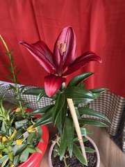 Lilium