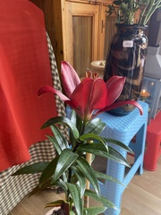 Lilium