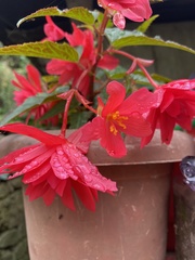 Begonia