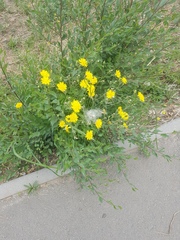 Crepis tectorum