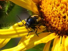 Cryptocephalus vittatus