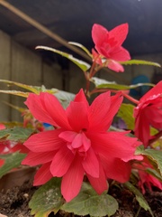 Begonia