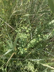 Euphorbia hirsuta