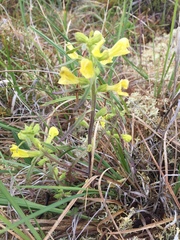 Pedicularis labradorica sulphurea