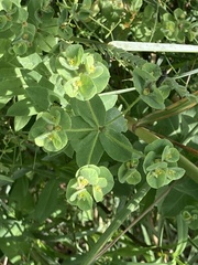 Euphorbia hirsuta