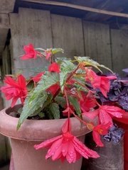 Begonia