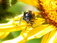 Cryptocephalus vittatus