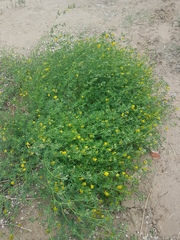 Medicago falcata