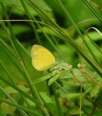 Eurema laeta