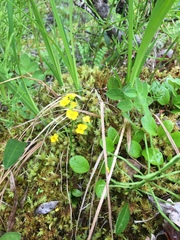 Draba ogilviensis