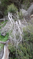 Melaleuca brevifolia