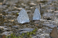 Celastrina lavendularis himilcon