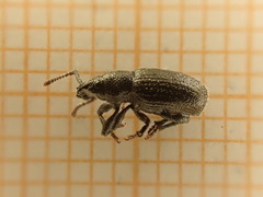 Otiorhynchus rugosostriatus