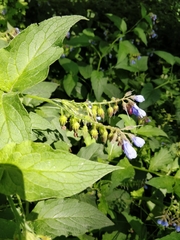 Symphytum
