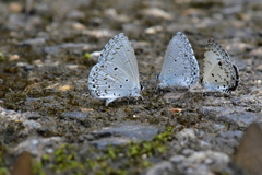 Celastrina lavendularis himilcon