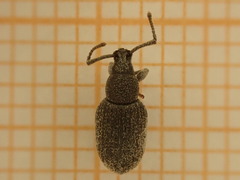 Otiorhynchus rugosostriatus