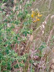 Adenocarpus complicatus