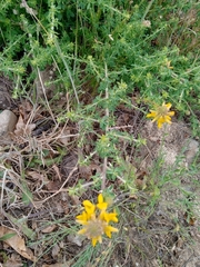 Adenocarpus complicatus