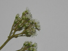 Sedum album