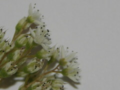 Sedum album
