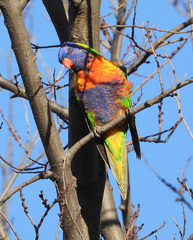 Trichoglossus moluccanus