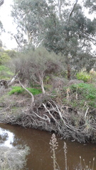Melaleuca brevifolia