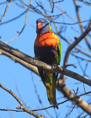 Trichoglossus moluccanus