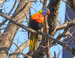 Trichoglossus moluccanus