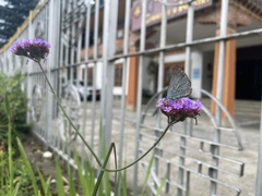Celastrina argiolus