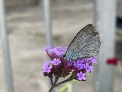 Celastrina argiolus