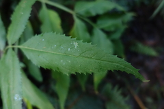 Atherosperma moschatum
