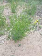 Artemisia scoparia