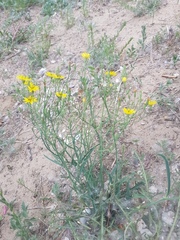 Crepidifolium tenuifolium