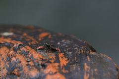 Agrilini