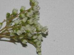 Sedum album