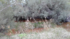Melaleuca brevifolia