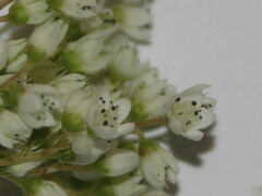Sedum album