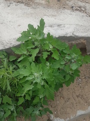 Chenopodium album