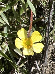 Ranunculus formosa-montanus