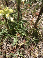 Pedicularis parryi