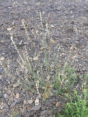 Boechera retrofracta