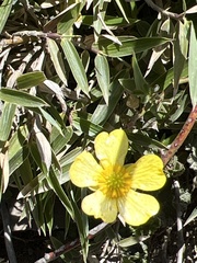 Ranunculus formosa-montanus
