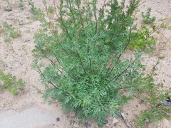 Artemisia