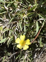 Ranunculus formosa-montanus