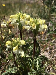 Pedicularis parryi